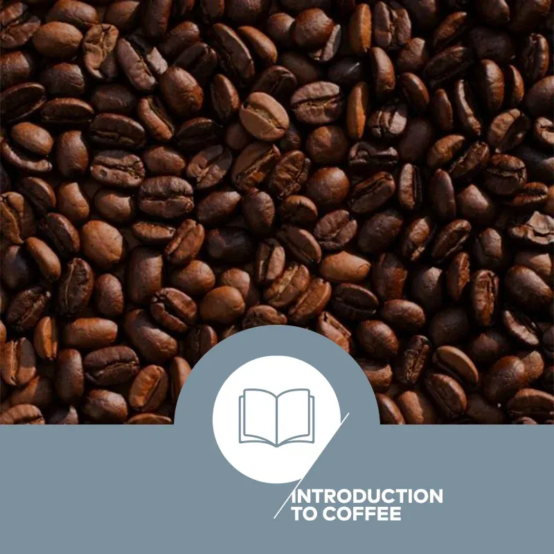 curso-introducao-ao-cafe-sca-da-idcoffeelab-brasil-capa